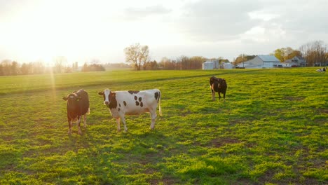 Holstein-and-Angus-cows,-cattle-in-green-meadow-pasture-at-dramatic-sunset