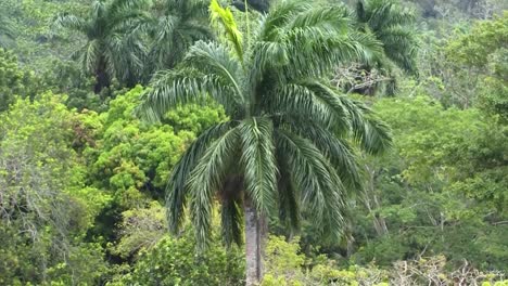 Palm-trees-and-the-rainforest-around-Pedro-Miguel-Locks,-Panama-Canal