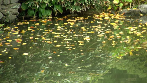 Herbstblätter-Schwimmen-Auf-Der-Oberfläche-Eines-Teiches