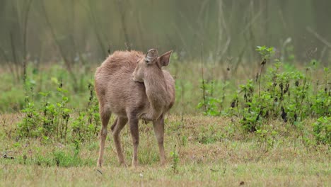 Ciervo-Cerdo-Indio,-Hyelaphus-Porcinus,-Tailandia
