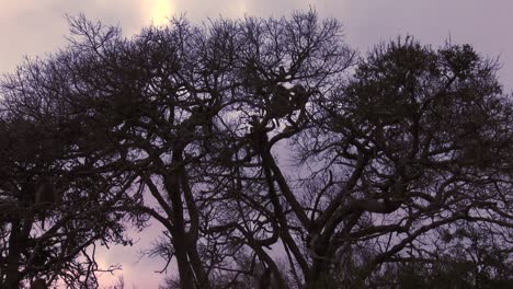Baboons-silhouetted-against-a-night-sky-in-a-tall-tree-in-Africa
