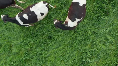 Top-down-aerial-of-Holstein-black-and-white-cows-in-green-meadow-pasture-field