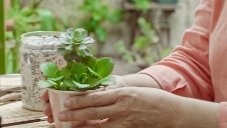A-mature-woman's-hands-working-on-her-garden-succulents
