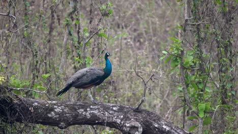 A-peacock-perched-on-a-big-branch-in-the-jungle-in-the-daytime