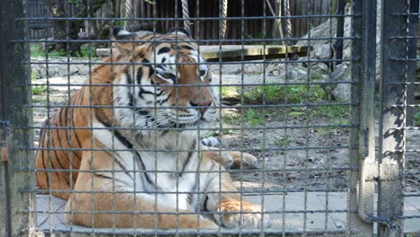 Trauriger-Sibirischer-Tiger-Im-Zoo