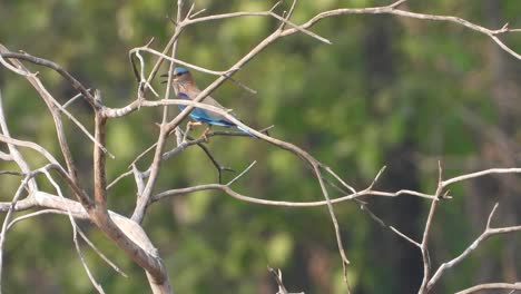 Indian-roller--in-tree-