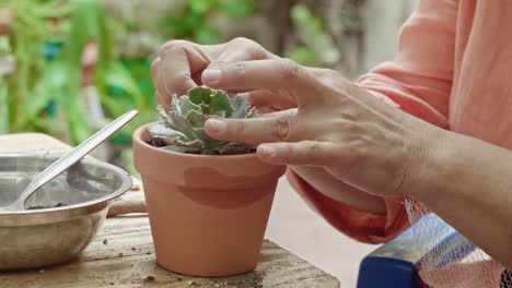 Succulent-plants-on-a-garden-being-cared-by-a-mature-woman's-hands