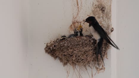 Common-Swallow-Flies-to-Nest-and-Feeds-her-Baby-Birds,-Close-Up-View