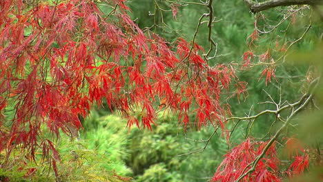 Follaje-Rojo-Brillante-De-Un-árbol-De-Arce-De-Hoja-De-Encaje-Japonés