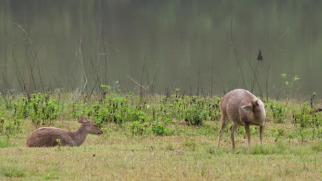 Indian-Hog-Deer,-Hyelaphus-porcinus,-Thailand