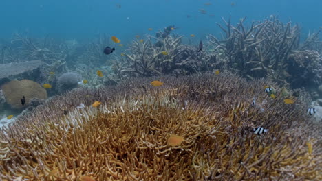 Bunte-Tropische-Rifffische-Schwimmen-über-Unberührten-Harten-Staghornkorallen-Auf-Den-Philippinen