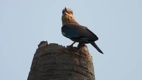 Indian-roller-in-their-nest-