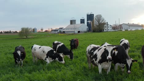 Herde-Von-Holsteinischen-Milchkühen,-Die-Auf-Grünem-Gras-Auf-Der-Wiese-Grasen