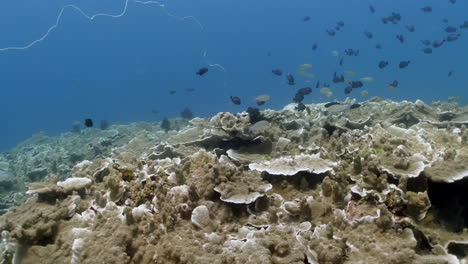 Lebendiges-Korallenriff