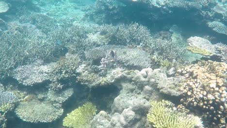 Imágenes-De-Buceo-De-Un-Arrecife-De-Coral-Prístino-Con-Un-Campo-De-Varios-Corales-Duros-Y-Blandos-En-Karimun-Jawa