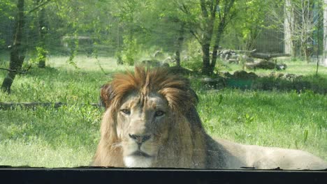 Sad-Lion-At-The-Zoo