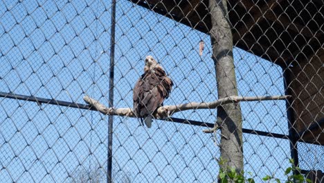 Eagle-Inside-A-Steel-Cage-At-Zoo