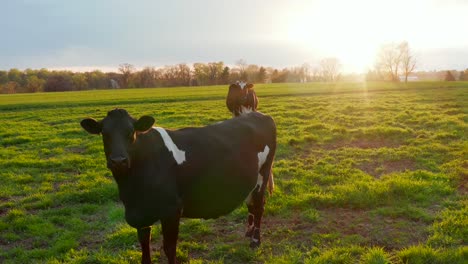 Vacas-Lecheras-En-Prado-Verde-Pasto-Ver-Drone-Aéreo