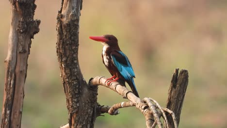 Kingfisher-in-pond-area-taking-bath-