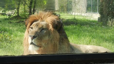 Nahaufnahme-Eines-Traurigen-Löwen-Im-Zoo