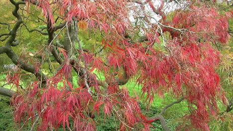 Kurvige-Äste-Und-Rotes-Laub-Eines-Japanischen-Spitzenblatt-Ahornbaums