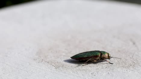 Un-Escarabajo-Joya-Dorada-Arrastrándose---Primer-Plano