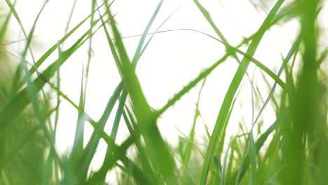 a-close-up-of-green-grass-moving-in-the-wind