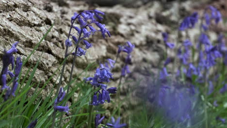 Delicadas-Flores-De-Campanillas-De-Primavera-En-Plena-Floración-En-El-Suelo-De-Un-Bosque-Inglés,-Warwickshire,-Reino-Unido