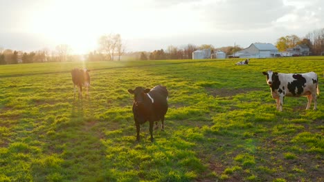 Kühe-Auf-Der-Weide-Bei-Sonnenaufgang,-Sonnenuntergang