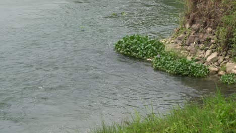 Wasserhyazinthen,-Die-In-Einem-Fluss-Am-Rand-Einer-Klippe-Schwimmen