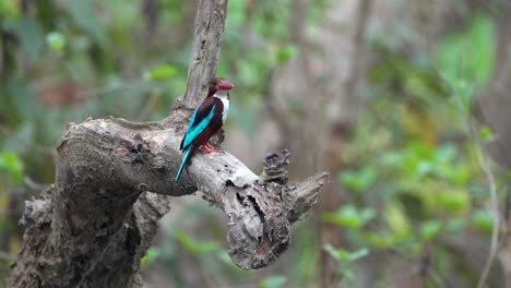 A-white-throated-kingfisher-sitting-on-a-branch-in-the-jungle-over-a-small-creek
