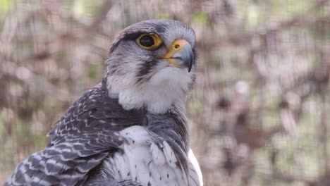 Close-up:-Gyr-Lanner-Falcon-closes-eyes-when-it-preens-feathers