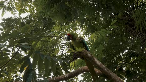 Great-Green-Macaw-Bird-Scratching-While-Sitting-On-A-Tree---low-angle-shot