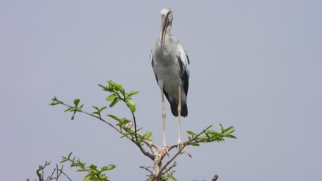Stork-in-pond-area-tree-waiting-for-pray.