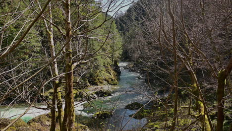 Elk-River-flowing-through-forest-trees,-Oregon