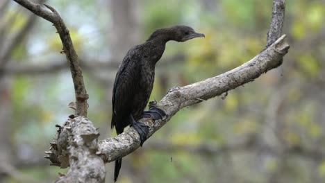 A-little-cormorant-sitting-on-a-branch-in-the-jungle