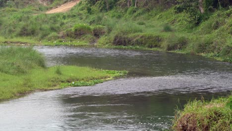 Un-Río-En-La-Selva-Durante-El-Día
