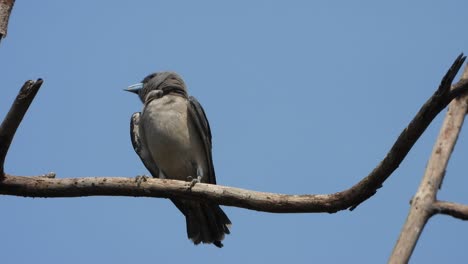 ashy-woodswallow-in-tree-