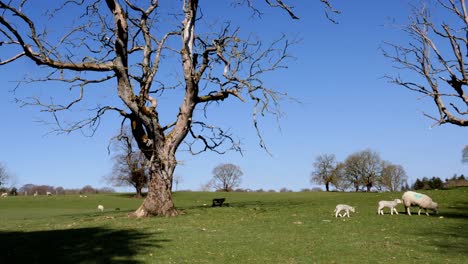 Spring-lambs-in-a-field-with-one-lonely-black-lamb