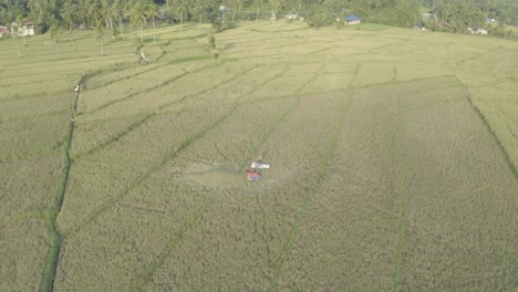 Agricultores-Locales-Cosechando-Arroz-En-La-Granja-En-Un-Pueblo-Remoto-En-Filipinas