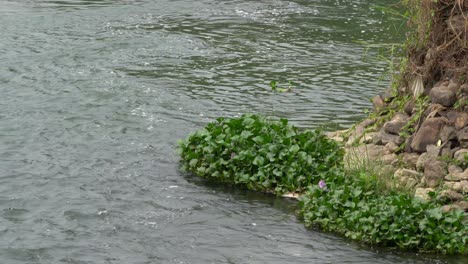Water-hyacinths-floating-in-a-river-at-the-edge-of-a-cliff