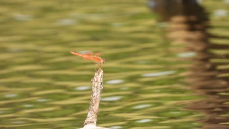 Dragonfly-waiting-for-pray-in-pond-area-
