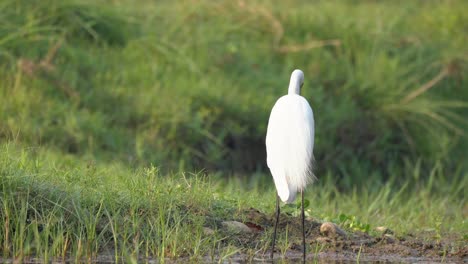 An-egret-in-breeding-plumage-eating-a-snake-fish-while-standing-at-the-edge-of-a-river