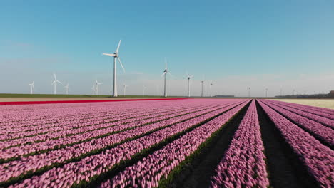 Flying-over-rows-of-Tulips-towards-the-windmills--low-aerial
