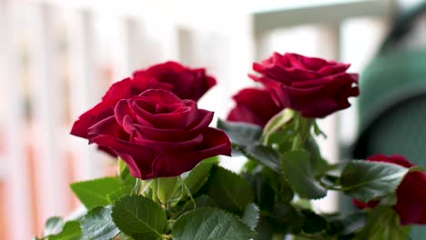 View-of-small-roses-on-the-balcony-as-the-camera-slowly-rotates-around