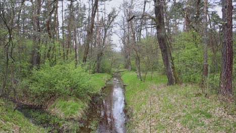 Lazy-stream-water-flows-calmly-through-springtime-green-forest-scenery