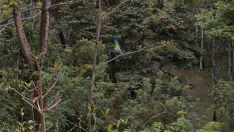 Flying-Macaw-Bird,-Joining-Other-Birds-Perching-On-The-Tree-In-The-Forest---low-angle-shot