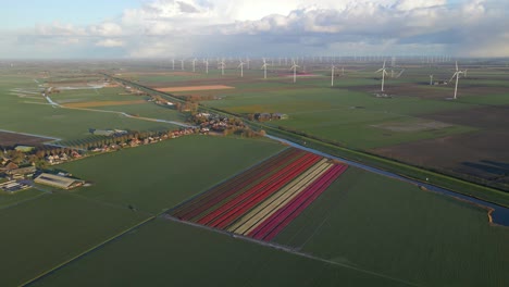 Spring-in-Netherlands-with-large-farm-fields,-tulips-and-windmill-park
