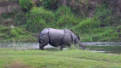 A-rhino-walking-along-the-river-before-entering-it-and-cooling-in-the-water-during-the-heat-of-the-day