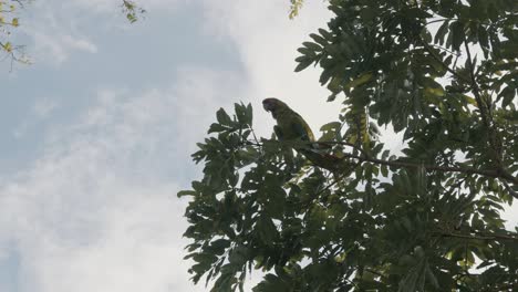 Great-Green-Macaw-Bird-Perching-Against-Blue-Cloudy-Sky---low-angle-shot